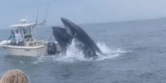 2 brothers save fishermen tossed overboard after whale almost capsizes vessel