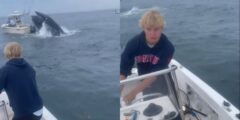 Offended Humpback whale capsizes boat off New Hampshire coast with sailors on board