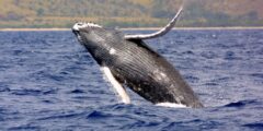 Breaching Humpback Whale Capsizes Boat Off New Hampshire Shoreline