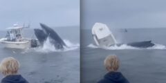 Breaching Humpback Whale Flips Boat Off New Hampshire Coast