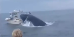 Breaching Humpback whale flips boat off New Hampshire coast, two folks thrown overboard