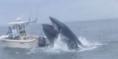 Breaching Whale Capsizes Boat Off New Hampshire Coast, Sending 2 Overboard