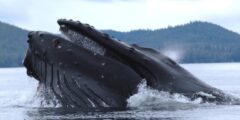 Breaching Whale Capsizes Fishing Boat