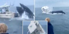 Breaching humpback whale topples boat off New Hampshire coast: video