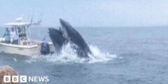 Breaching whale capsizes boat and sends two folks overboard – BBC.com