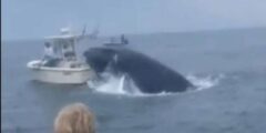 Breaching whale capsizes boat, throws two individuals overboard