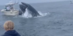 Breaching whale crashes onto boat in Portsmouth Harbor