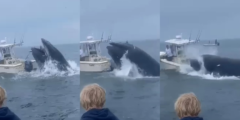 Breaching whale lands on boat off Rye Seaside, Maine teenagers assist