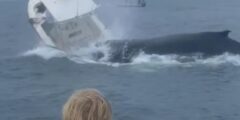 Dramatic Video of Whale Capsizing Boat off New England Coast