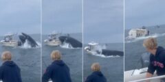 Dramatic video exhibits humpback whale capsizing boat