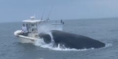 Hear the terrifying mayday name from boaters who watched big humpback whale breach above ship and sink it