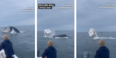 Humpback Whale Capsizes Boat: See This Outstanding Feat