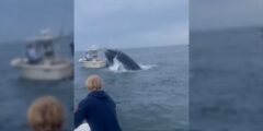 Humpback whale crashes into boat, capsizing it off New Hampshire coast
