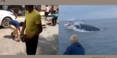 Locals dashing to seize liquor bottles in Agra, whale’s blow capsizing boat and extra: A have a look at prime 5 viral movies right this moment | Trending Information