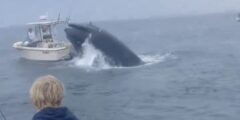 Marine Mammal Specialists Clarify Why Humpback Whale Capsized Boat