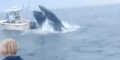 Mayday name from the second a whale capsizes boat, sending fisherman into water in wild scene (Video)