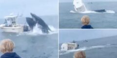 Mayday calls reveal aftermath of ‘pissed off’ whale tipping fishing boat