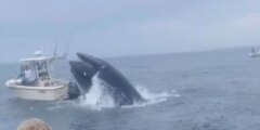 Terrifying second a breaching whale capsizes boat – sending two folks overboard