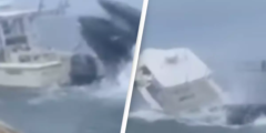 Terrifying second whale capsizes boat sending two individuals onboard into the water