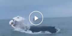 Video: Humpback Whale Causes Boat to Capsize Close to New Hampshire – The New York Occasions