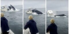 Video: Large Humpback Whale Smashes Boat Off…