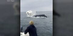 Video Whale capsizes boat in New Hampshire – ABC Information