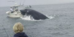 Video captures humpback whale capsizing boat in New Hampshire – KVUE.com
