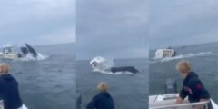 WATCH: Humpback whale capsizes US fishing boat – Western Commonplace