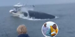 Watch: Breaching whale capsizes boat with two fishermen on board