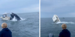 Watch: Whale Capsizes Boat, Launches Fishermen into the Ocean