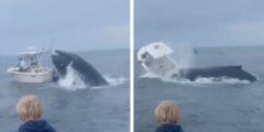 Watch the Nerve-Wracking Second a Whale Capsizes a Boat
