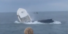 Watch video: Breaching whale capsizes boat and sends two folks flying into the water – Night Normal