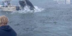Whale Capsizes Boat In Should-See Video
