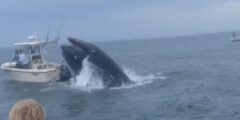 Whale capsizes boat off Portsmouth, New Hampshire in unimaginable video recorded by teen