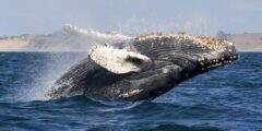 Whale capsizes boat — ‘It occurs greater than you suppose’