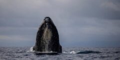 Whale collides with boat in ‘absolute freak accident’ off Sydney that leaves man useless