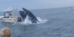 Whale touchdown on small boat known as ‘excellent storm of unhealthy timing’