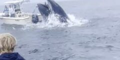 Whale off New Hampshire capsizes boat, males thrown to sea