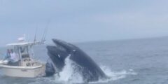 Whale surfaces and capsizes boat off New Hampshire coast