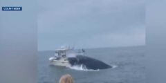 Whale that hit boat off NH coast seemingly feeding on baitfish, consultants say