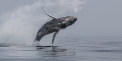 Why did a humpback whale capsize a ship? This is what actually occurred.