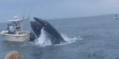 humpback whale capsizes boat How does it really feel when a whale jumps in your boat: She got here swiftly – CGWALL