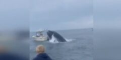 ‘A harrowing expertise’: Whale flips boat off coast of New Hampshire – Boston Information, Climate, Sports activities